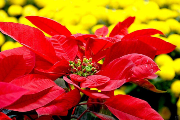 一品紅的養(yǎng)殖方法和注意事項，用混合營養(yǎng)土栽植