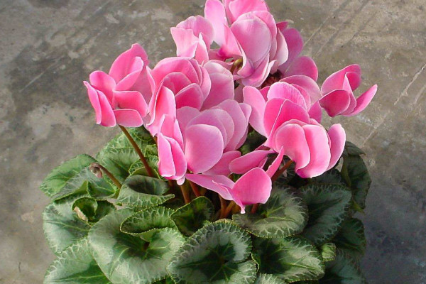 仙客來會結(jié)種子嗎