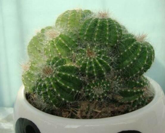 小仙人球的養(yǎng)殖方法和注意事項(xiàng)，老農(nóng)詳解七大最有效養(yǎng)殖方法