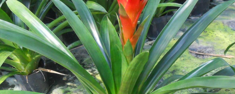 鴻運(yùn)當(dāng)頭夏季怎樣養(yǎng)護(hù)