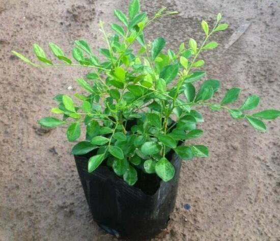 九里香怎么繁殖，九里香扦插繁殖方法