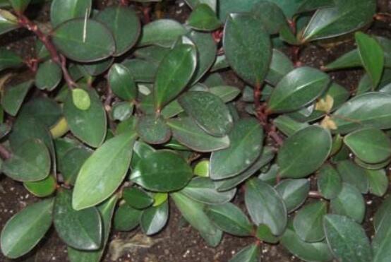 紫邊碧玉椒草的養(yǎng)殖方法和注意事項(xiàng)嗎，老農(nóng)教你六大基本養(yǎng)殖方法