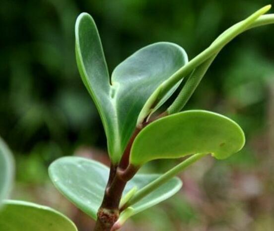 花卉小家碧玉怎么養(yǎng)，老農(nóng)總結(jié)八大基本方法