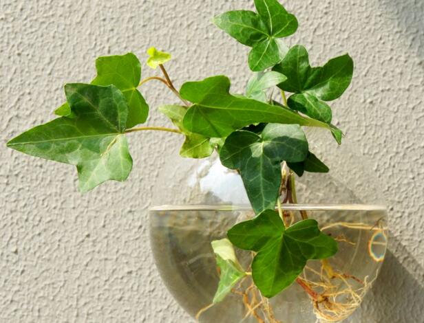 常春藤怎么水培，勤換水并且第一次要澆透營養(yǎng)液