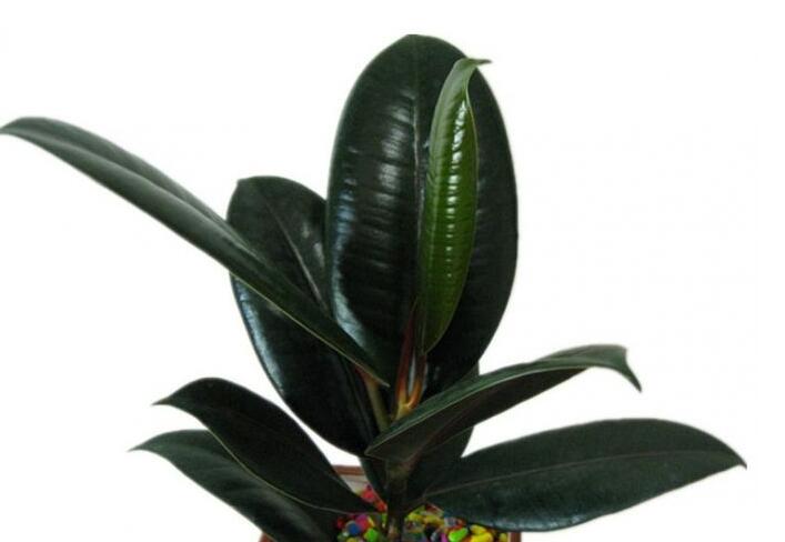 橡皮樹適合在室內(nèi)養(yǎng)嗎，適合/天然的綠色吸塵器