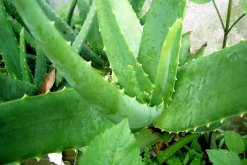 哪種蘆薈可以直接敷臉，認準庫拉索蘆薈