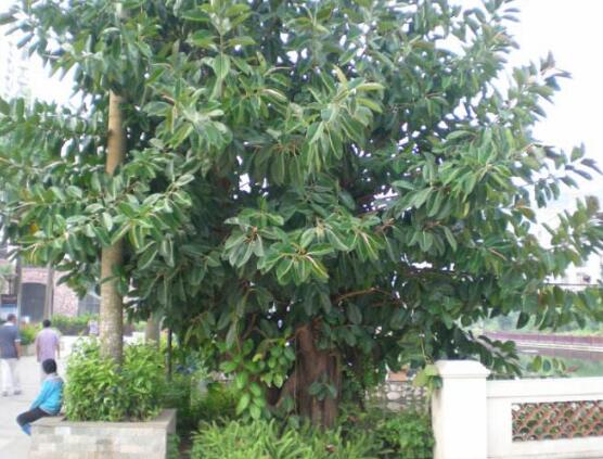 橡皮樹幾月份砍頭好，6-7月是最佳砍頭時間