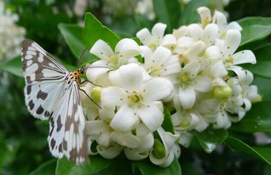 九里香怎么修剪，九里香的修剪圖解