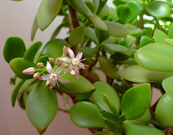 玉樹燕子掌怎么區(qū)分，主要從葉和花序上辨別