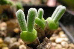 碧光環(huán)多肉怎樣種植，碧光環(huán)種植具體操作步驟