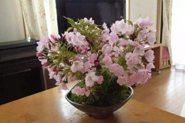 櫻花掉葉子要怎么辦，加強(qiáng)日常養(yǎng)護(hù)最為重要