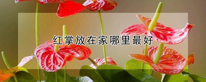 紅掌放在家哪里最好