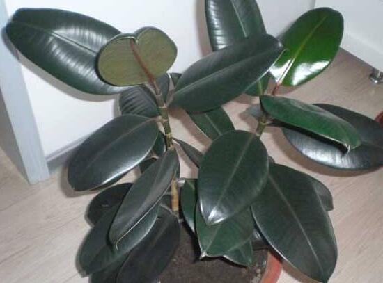 橡皮樹多高怎么去頭，擇理想的高度（生長出芽點）