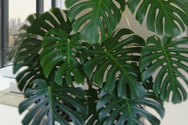 龜背竹好養(yǎng)嗎長得快嗎