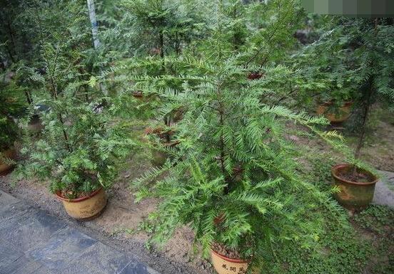 紅豆杉放家哪個(gè)位置好，教你六種最佳擺放地點(diǎn)(招財(cái)生旺)