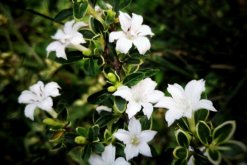 六月雪用什么盆好，青釉最好、紫砂備選