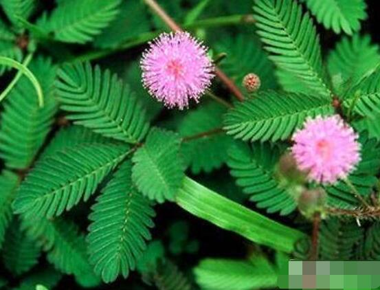 含羞草怎么養(yǎng)護，老農(nóng)總結(jié)五點最實用方法