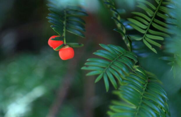 紅豆杉盆景價格，不同品種價格不同