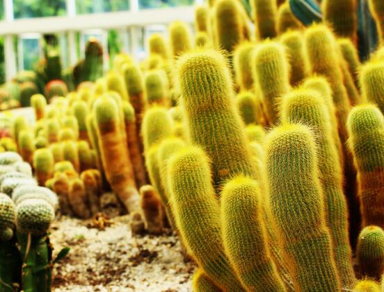 仙人掌適合在室內種植嗎，吸收二氧化碳、釋放氧氣/天然氧吧