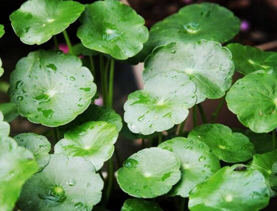 銅錢草焉了怎么回事，多半是澆水和光照不當(dāng)導(dǎo)致