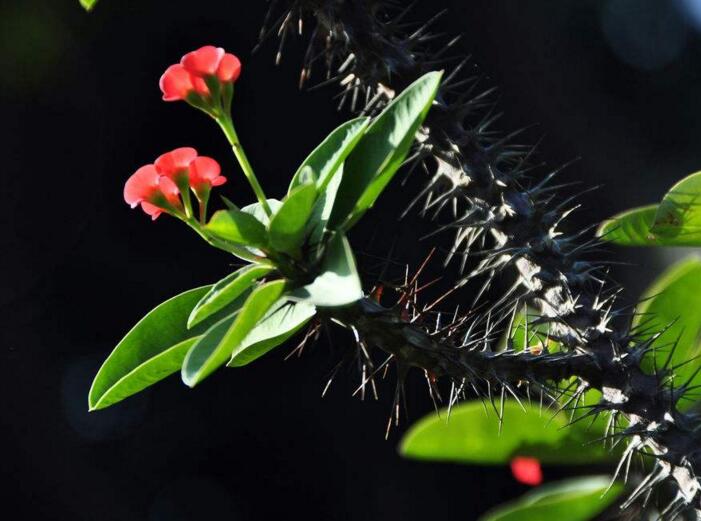 盆栽虎刺梅的養(yǎng)殖方法，施肥澆水頭頭要顧到