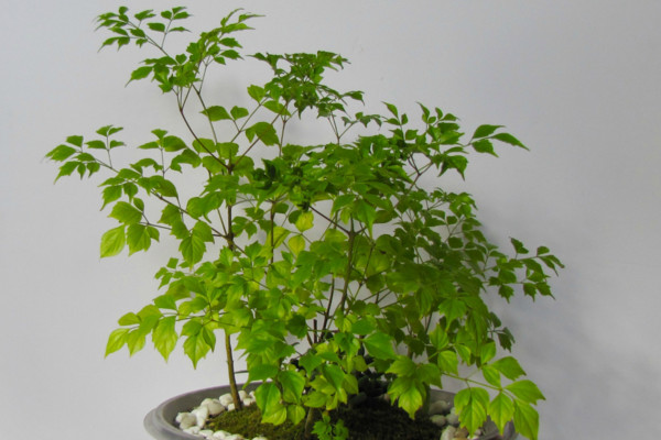 幸福樹(shù)施什么肥最好，施氮肥能促進(jìn)枝葉茂盛