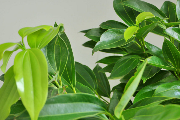 平安樹葉子下垂怎么辦，做好排水工作處理爛根