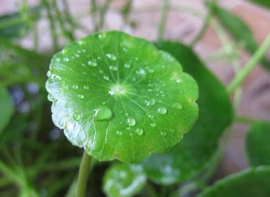 銅錢草的禁忌擺放位置，只要注意這四大位置便可