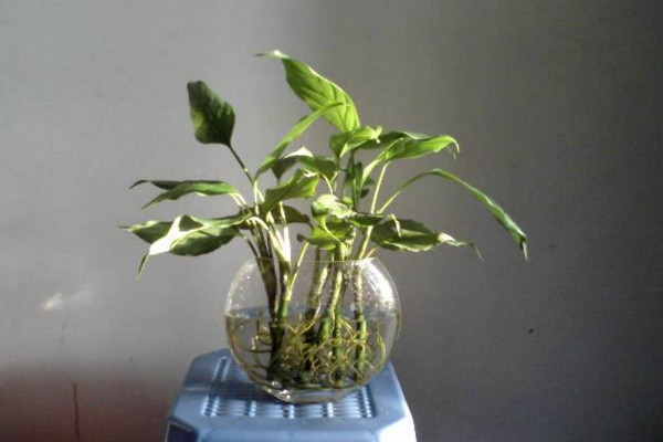 如何水養(yǎng)萬年青，掌握換水規(guī)律最重要