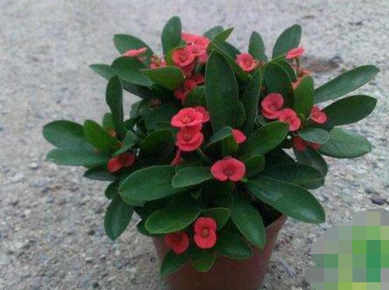 虎刺梅對人身體有害嗎，只需要注意避免接觸即可