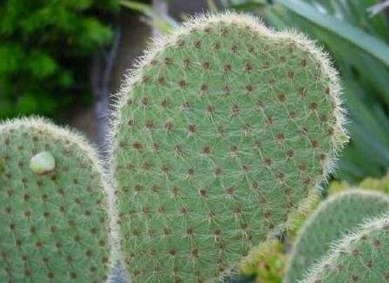 仙人掌適合在室內(nèi)養(yǎng)嗎，吸收輻射、釋放氧氣