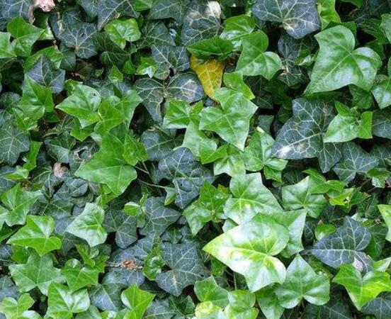 常春藤葉片干枯怎么辦，四種原因以及解決方法