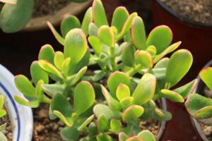 玉樹繁殖方法，葉插繁殖/枝插繁殖/分株繁殖