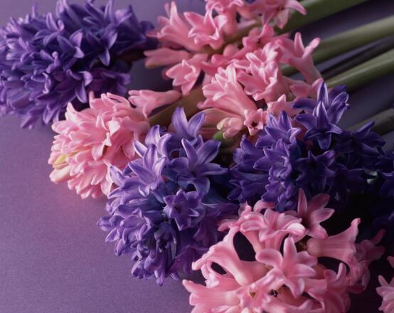 風(fēng)信子葉子太長(zhǎng)立不住是怎么回事，教你常見三種原因以及解決方法