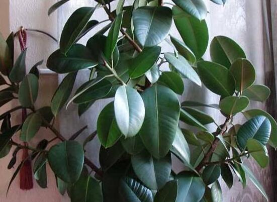 橡皮樹怎么換盆，教你四個簡單易學(xué)的方法