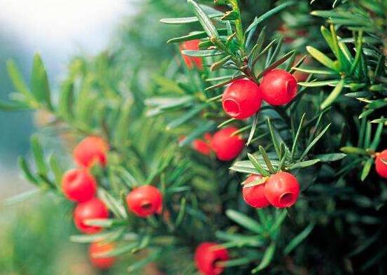 紅豆杉用什么土栽培好，疏松透氣、保水保肥