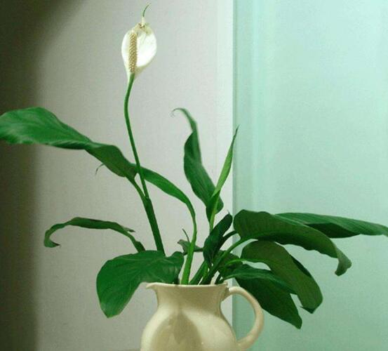 盆栽一帆風順怎么養(yǎng)，教你八個方法便可爆盆