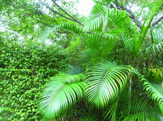 鐵樹怎么澆水，鐵樹澆水方法