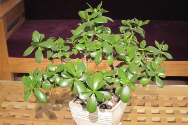 玉樹的養(yǎng)殖方法和病蟲害防治，詳細介紹四步養(yǎng)護三種病害