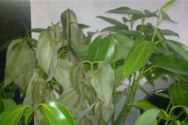 平安樹葉子發(fā)黃掉落，找到原因及時(shí)處理