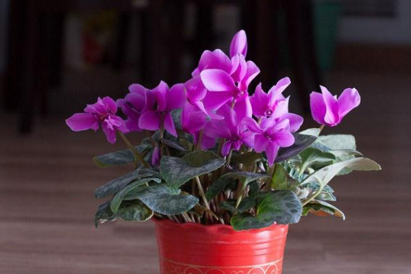 仙客來夏季不休眠法，控制好光照以及溫度