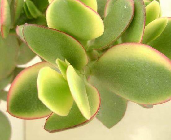 燕子掌掉葉子怎么辦，老農(nóng)教你三種最直觀解決方法