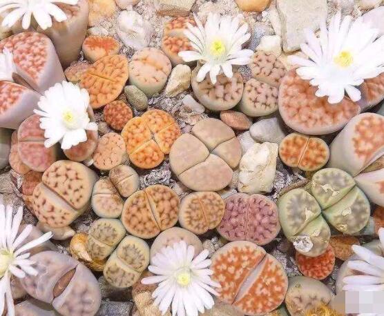 生石花夏天發(fā)皺，保持散射光環(huán)境/盆土疏松透氣