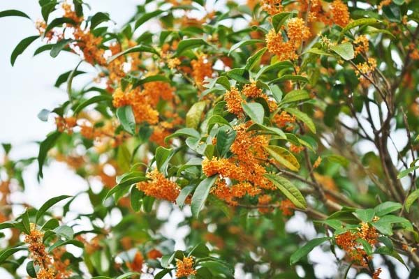 桂花樹(shù)的養(yǎng)殖方法和注意事項(xiàng)