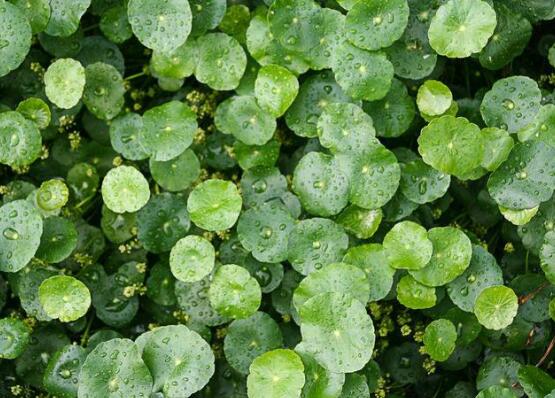 銅錢草水培變黃怎么辦，做好六大要點變得青翠碧綠