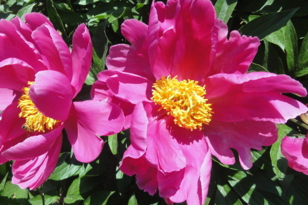 春天栽的芍藥不開(kāi)花怎么辦