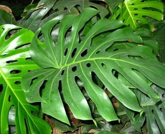 龜背竹黑斑病怎么辦，及時摘除病葉、噴灑藥物/保持通風透氣