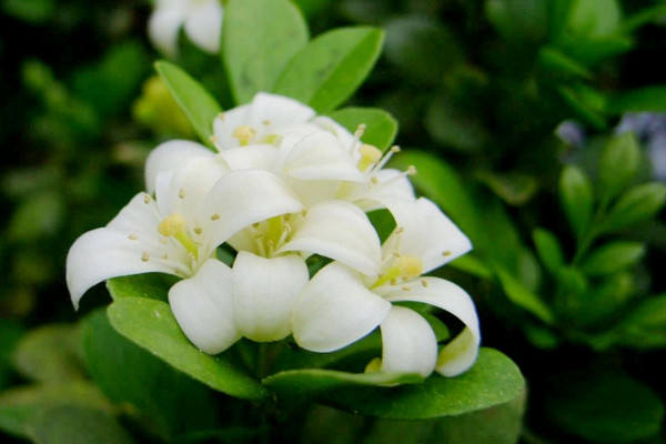 九里香快速粗枝，保證光照、養(yǎng)分充足