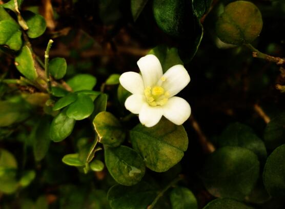 九里香的養(yǎng)殖方法和注意事項(xiàng)，老農(nóng)總結(jié)出七大養(yǎng)殖基本方法