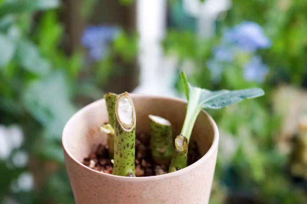 富貴竹扦插繁殖的方法，1~4月份都可以扦插